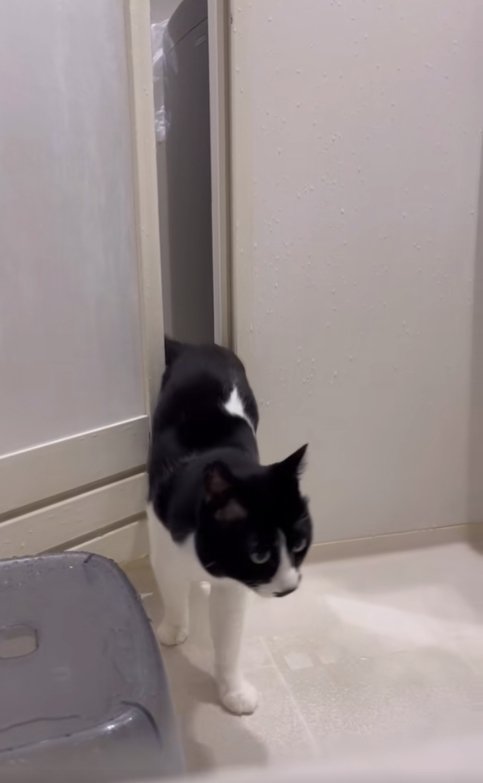 お風呂場に体が半分入っている猫