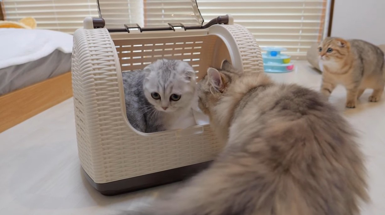 キャリーから出ようとするブリティッシュショートヘアの子猫