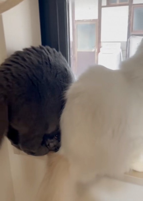 仲良く並んでいる?