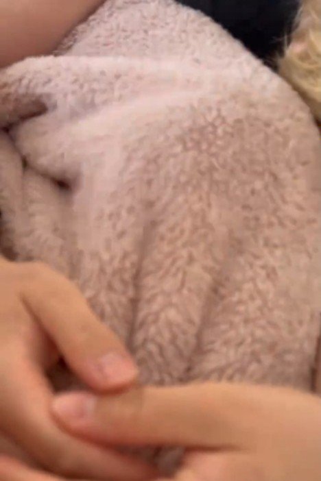 毛布の中にいる猫