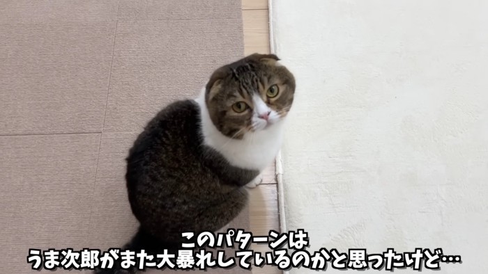 うま次郎くんは暴れているわけではなかった