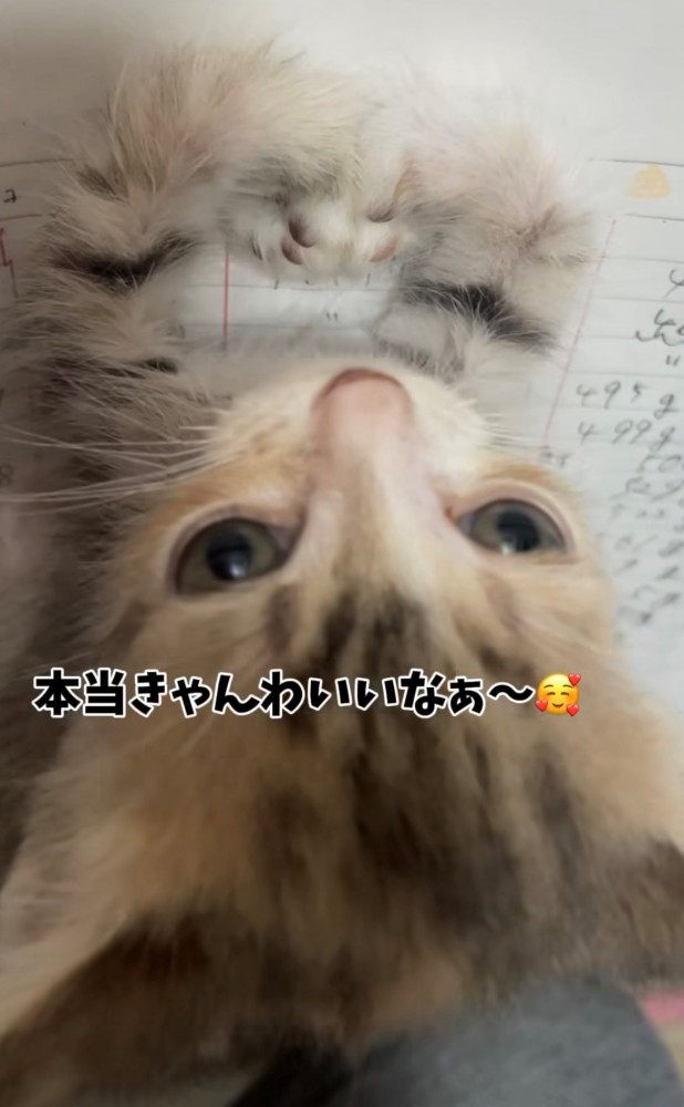 子猫を褒める投稿主にどや顔している子猫