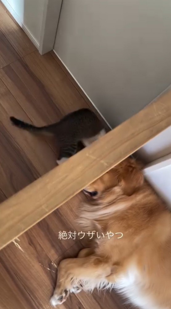 ひっくり返りそうになりながら壁に前足を入れる猫