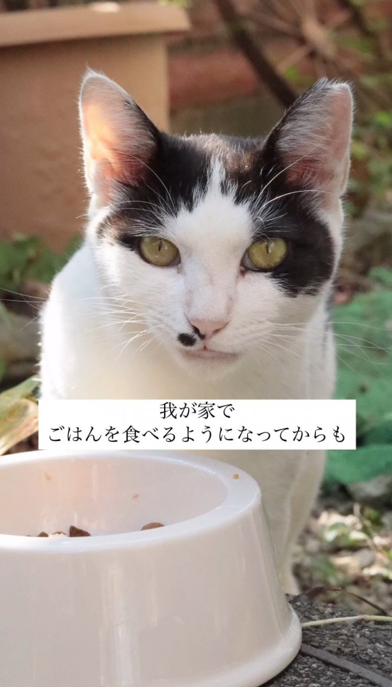 食器の前の猫