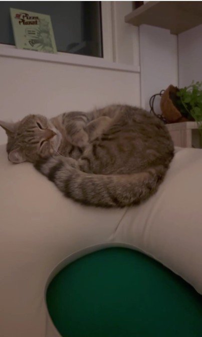 クッションの上にいる猫