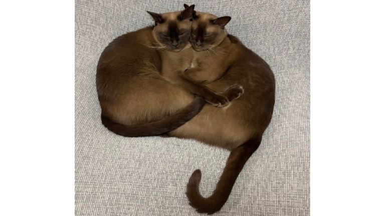 寄り添っている猫たち