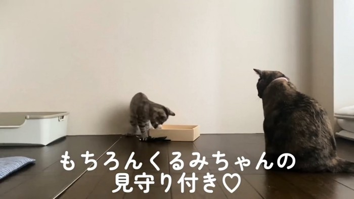 成猫に見られている子猫