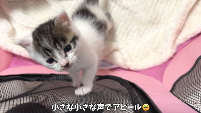 テロップ「小さな小さな声で～」