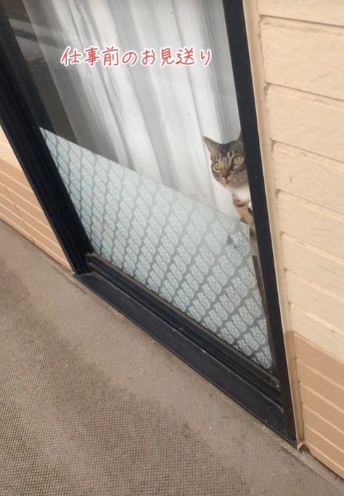 不思議そうな猫