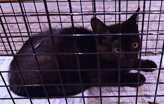 捕獲機に入った子猫