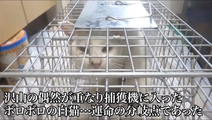 捕獲器の中で鳴く白猫