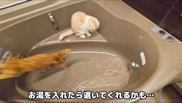 浴槽からお湯が出てきて浴室の外に逃げる茶色い猫
