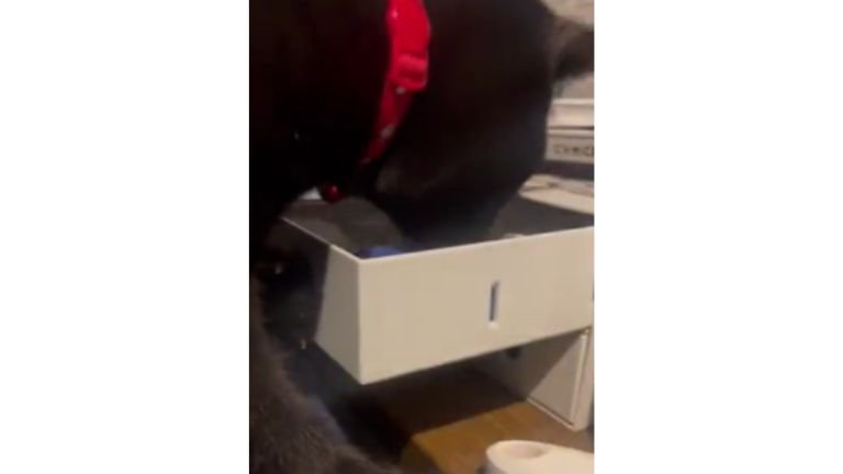 ソファの上にいる猫