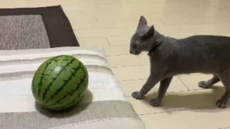 猫とスイカ
