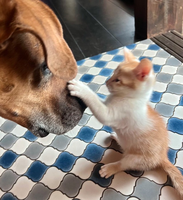 土佐犬に猫パンチする子猫