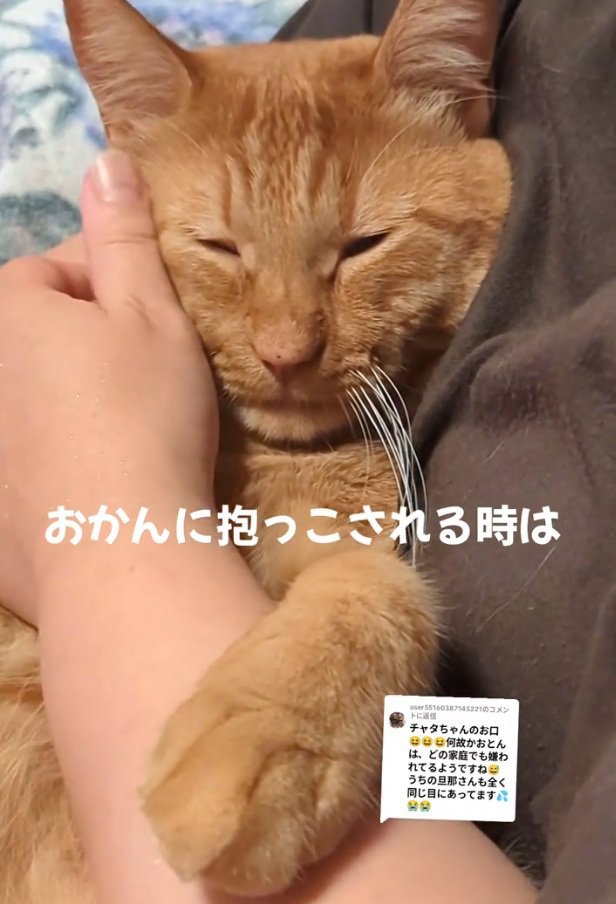 撫でられる猫
