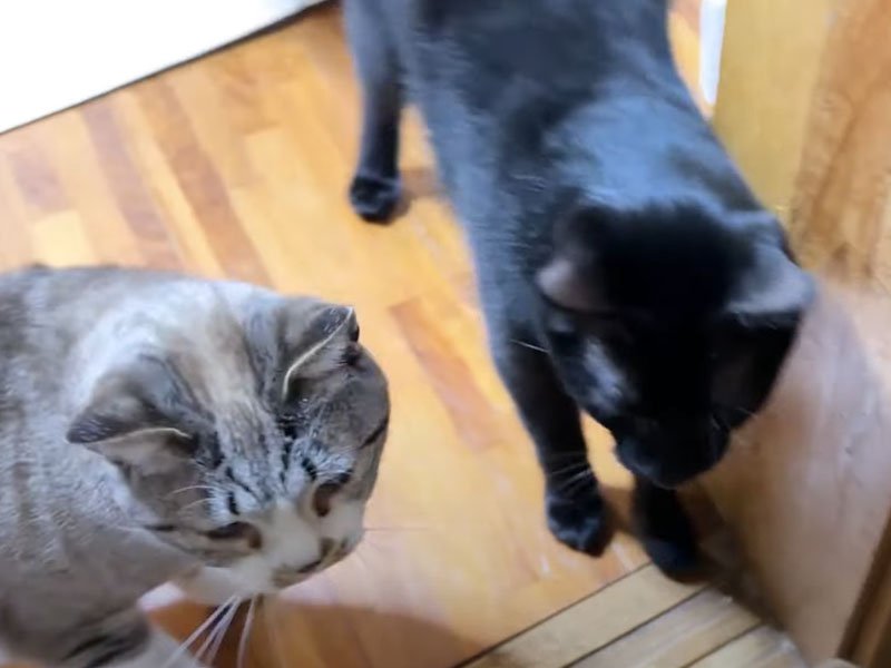 玄関を見つめる猫たち