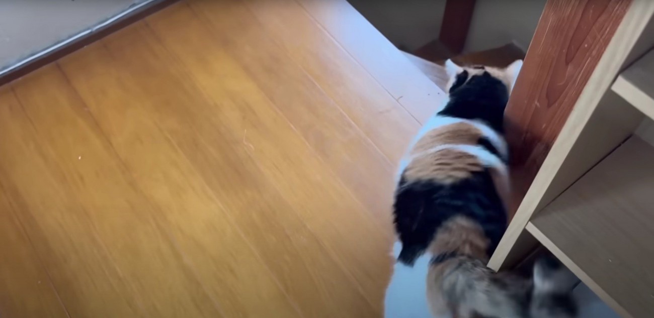 体をこすり付けている猫