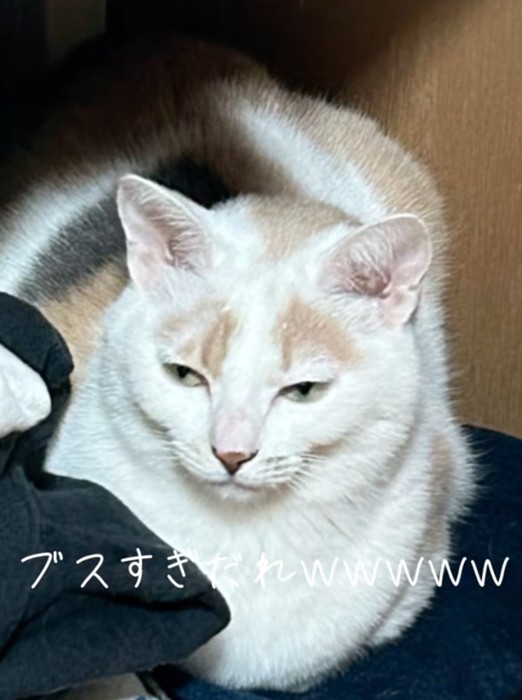 目を細めて逸らす猫