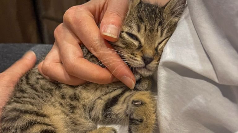 抱かれている子猫