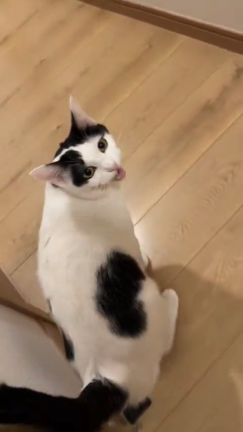 振り向いて鳴く猫