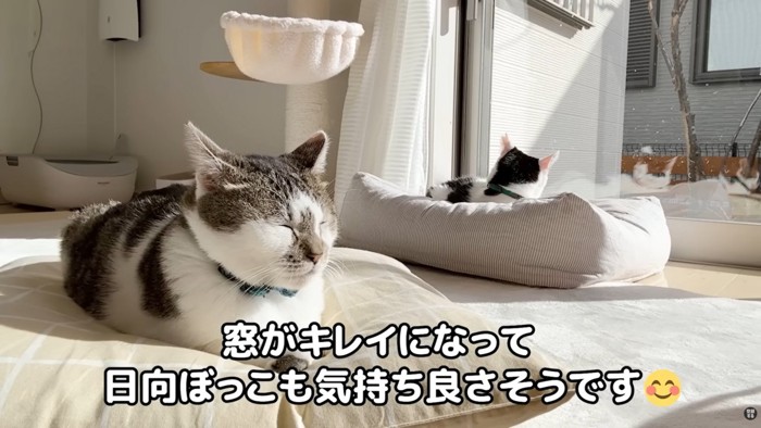 テロップ「窓がキレイになって～」