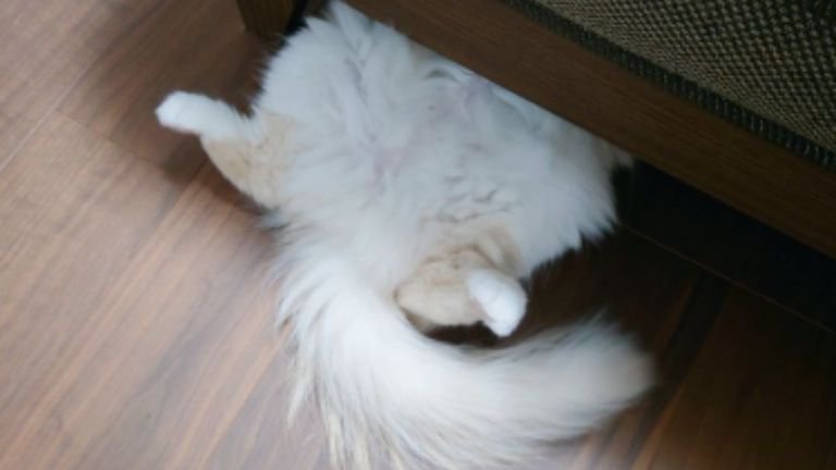 ヘソ天している猫