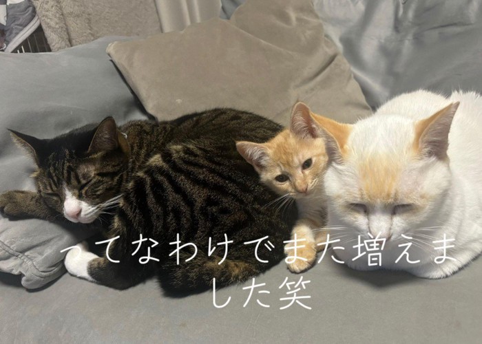 一緒に寝る3匹の猫