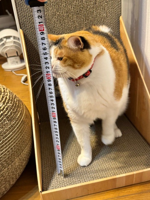 メジャーと猫