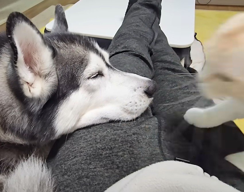 寝る犬と猫の鼻先