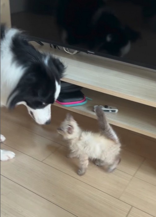 対面する犬と子猫