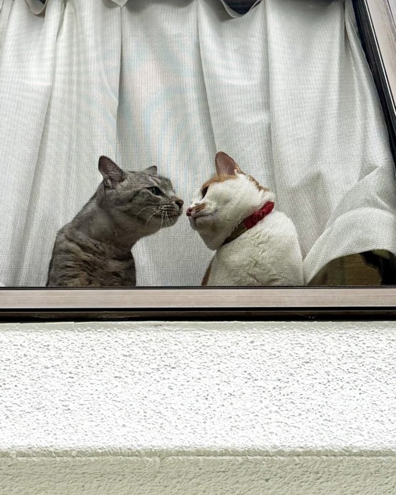 窓際で鼻をくっつけあう茶白猫とキジトラ猫