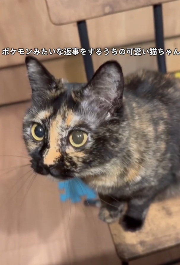 振り向く猫