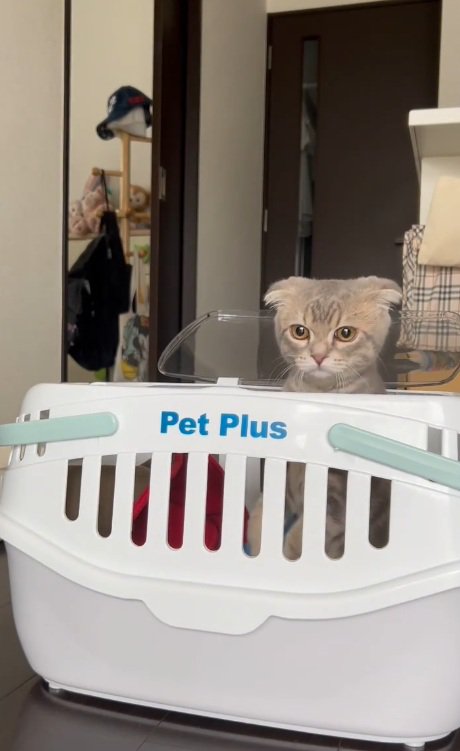 ペットキャリーから顔を出す猫