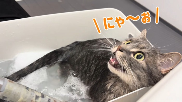 にゃ〜お