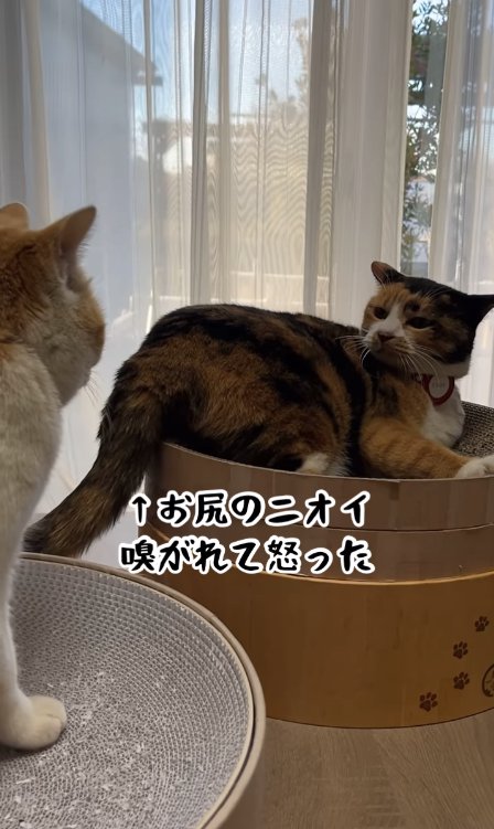 爪研ぎの上で横になっているイカ耳の猫
