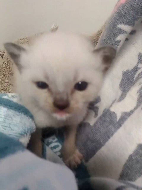 カメラの方を見ている子猫