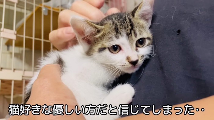 父ちゃんに抱っこされる子猫