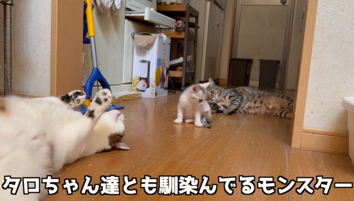 3匹の猫