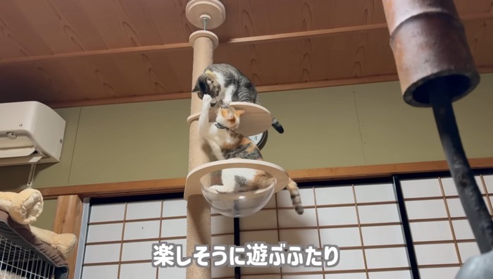 楽しそうに遊ぶふたり