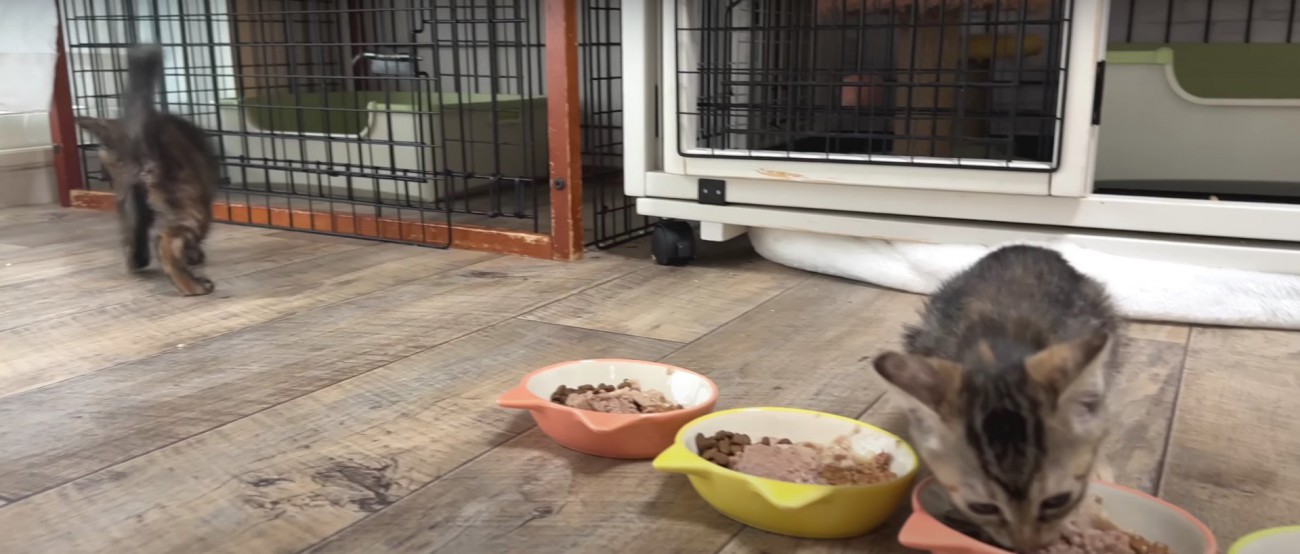 歩き回る子猫とご飯を食べている子猫%%うろうろ