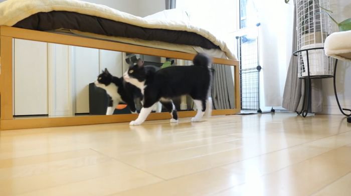 お願いするチコちゃん