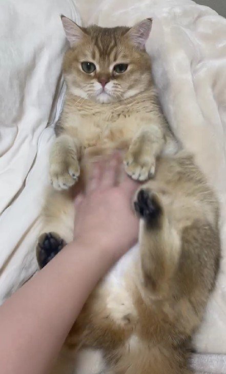 おなかをなでられる猫
