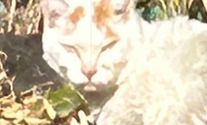 鋭い表情の猫