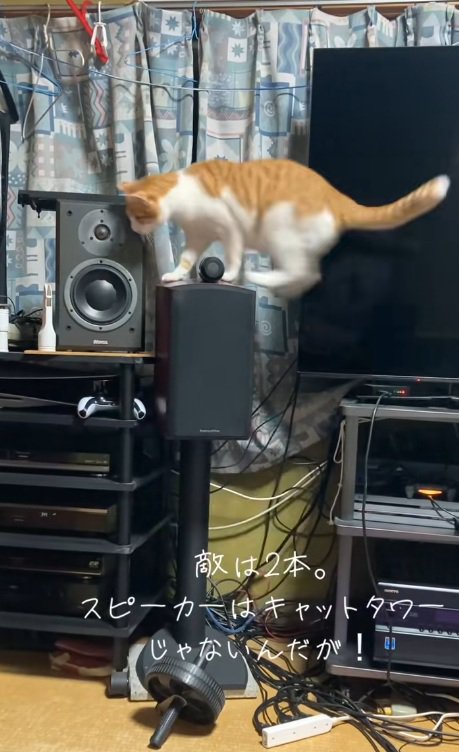 スピーカーに登る猫