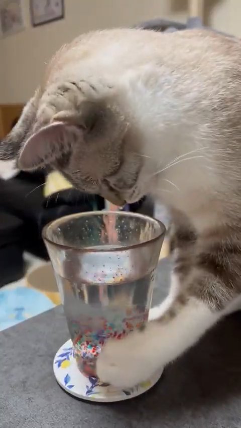 グラスの横を触る猫