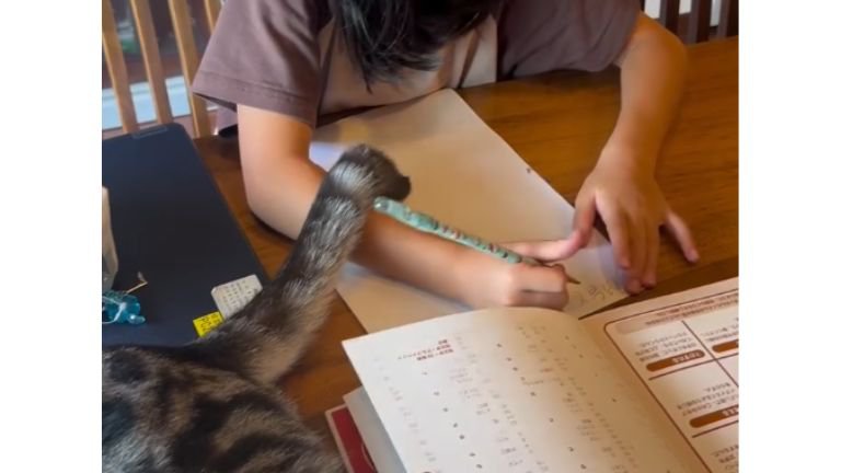 猫と女の子