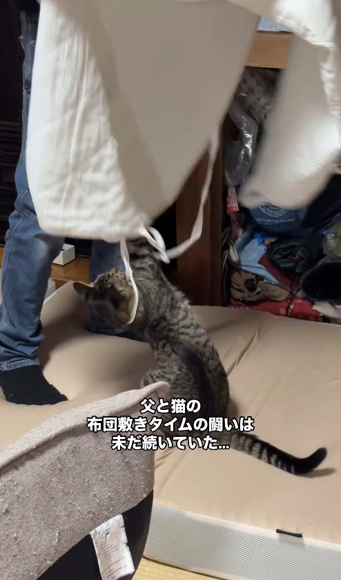 頭上にある敷布団カバーにパンチする猫