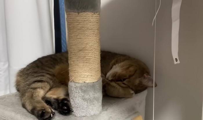 前足で顔を隠しながら寝る猫