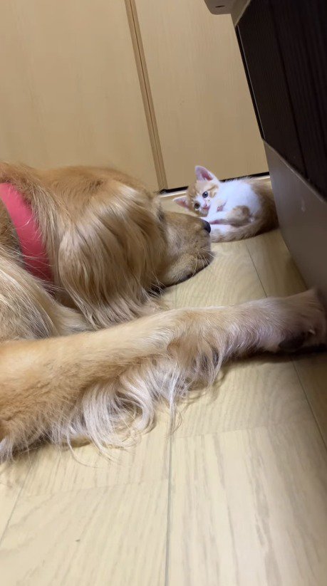 床に伏せる犬を見つめる子猫